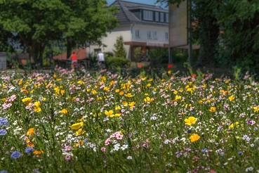 Blühwiese-Juni4-1024x683.jpg Blühwiese an der Kreuzung in Lütjensee