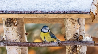 Vogelzählung Lütjensee